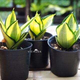 PLANTS : SANSEVIERIA (ต้นไม้ l แซนซีเวเรีย l ลิ้นมังกรด่าง)