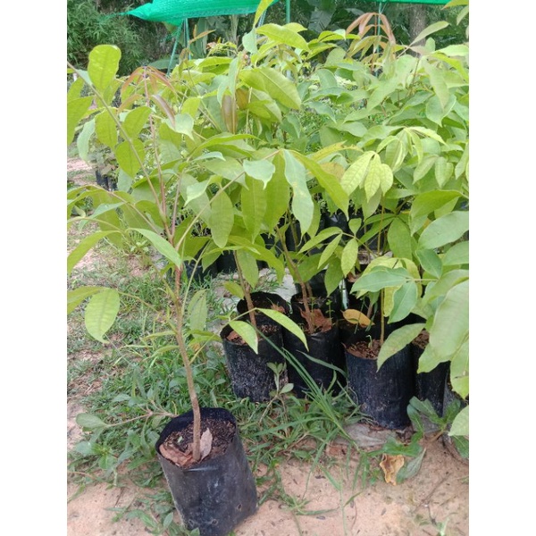ต้นมะกอกป่ามะกอกใส่ส้มตำ/ไซส์ใหญ่2 ถุง 189 บาท