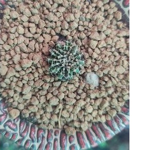 ยิมโนlb2178คริสไม้เมล็ด