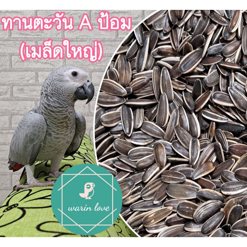 ทานตะวันAป้อม (เมล็ดใหญ่) 500 g.,1 Kg.,3 Kg. สำหรับนกแก้ว นกปากขอ สัตว์ฟันแทะ นก หนู เกรดเอ