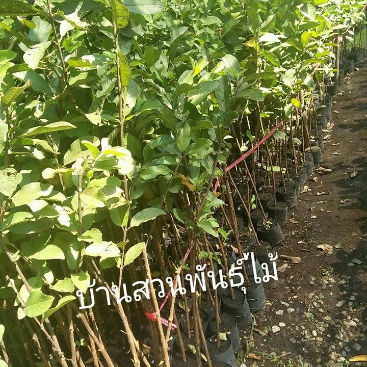 ต้นฝรั่ง พันธุ์กิมจู ไร้เมล็ด ต้นสูง 90-100 ซม. จัดชุด 2 ต้น - รูปที่ 2