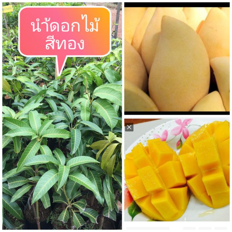 มะม่วงนำ้ดอกไม้สีทองกิ่งทาบ สูง70_80cm