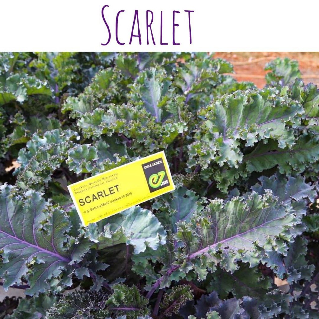 เมล็ด คะน้าใบหยิกสีม่วง Kale-Red russian ประมาณ 100 เมล็ด /ซอง