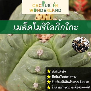 （มีของแจก）เมล็ดไมริโอกิ้กโกะ เมล็ดแคคตัส เมล็ดกระบองเพชร V15P