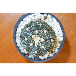 แอสโตรไฟตัม แอสทีเรียส ลูกผสม ไม้เมล็ด (Astrophytum asterias) แคคตัส