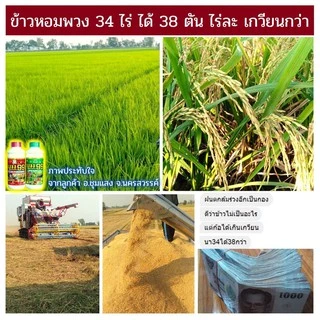 🆓ส่งฟรีไม่ใช้โค๊ด บูม99 ปุ๋ยน้ำสำหรับพืชทุกชนิด ผลผลิตเพิ่มพูล ไม่ได้ผลยินดีคืนเงิน