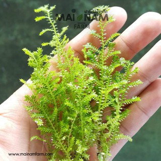 เซลาจิเนลล่า - SELAGINELLA SPP ต้นไม้น้ำ