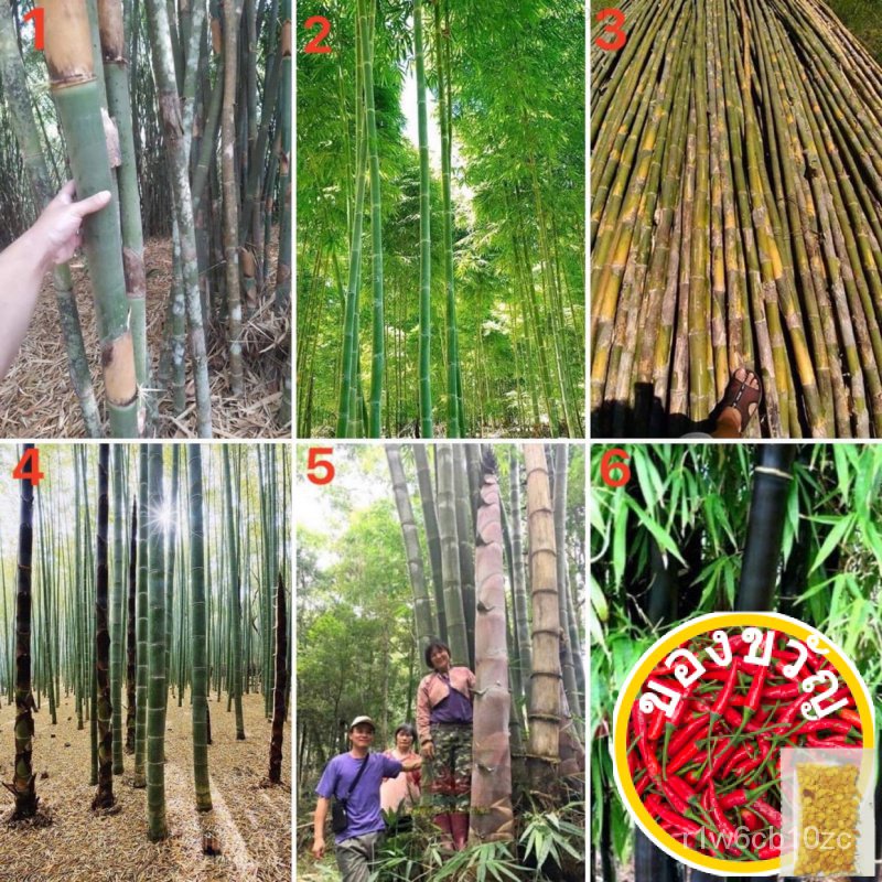 เมล็ดอวบอ้วน100%เมล็ดพันธุ์ ไผ่ (Bamboo Seed) มีให้เลือก 6 แบบค่ะ จำนวนเมล็ดอยู่ที่รายละเอียดสินค้าค่ะเมล็ดพันธุ์MixCham