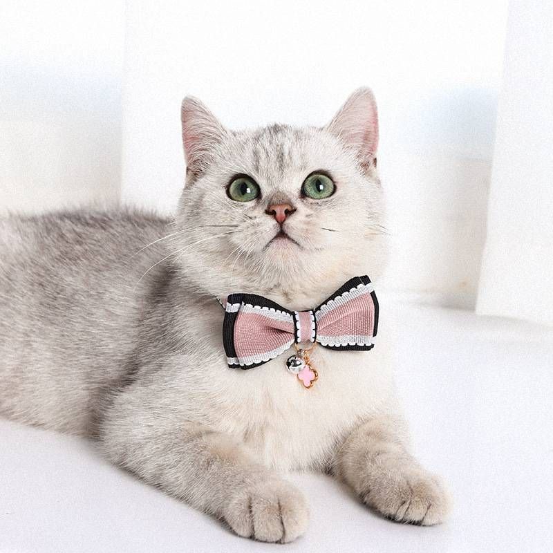 ปลอกคอโบว์​ สำหรับแมว​ และ​ ลูกสุนัข​ น่ารักมาก​ ปรับสายรอบคอได้​ มี​ 3​ สีให้เลือก​ พร้อมจัดส่ง