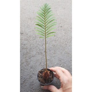 ต้นปรงแก้วแคระ Cycas siamensis หัวปรงขนาด 10-12 ซม มีใบแล้ว ลำต้นสูง 20-25 ซม จัดส่งพร้อมกระถาง 3 นิ้ว