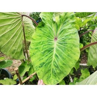 บอน บอนมิโดริ เซาร์ โคโลคาเซีย มิโดริ ซาวร์ Colocasia Midori Sour ส่งแบบตัดสด ลูกค้าชำเอง สายพันธุ์แท้ กำลังเป็นที่นิยม