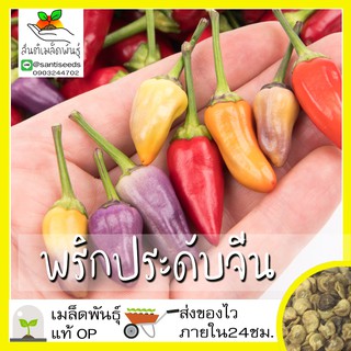 เมล็ดพันธุ์ พริกประดับจีน 5 สี 50 เมล็ด Chinese Ornamental 5 Color Pepper เมล็ดพันธุ์แ50 เมล็ด (ไม่ใช่พืชที่มีชีวิต)