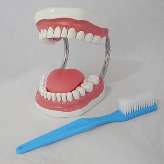 หุ่นจำลองฟันแบบมีลิ้น ขนาดใหญ่ (28 ซี่) (Large Dental Care with Tongue Model (28 teeth))