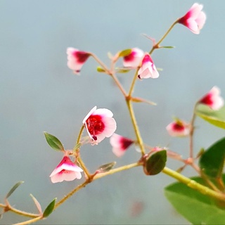 ซากุระทะเลทราย (ยูโฟเบีย) 🌸 มักออกดอกช่วงฤดูหนาว-ฤดูร้อน