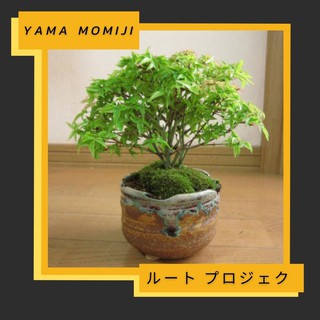 เมล็ดเมเปิ้ลญี่ปุ่น + ชุดพร้อมปลูก เมเปิ้ล และคู่มือการดูแล Japanese Red Yama momiji maple seed starter kit