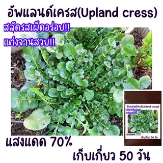 100เมล็ด!! สลัดรสเผ็ดคล้ายพริกไทย  อัพแลนด์เครส Upland cress