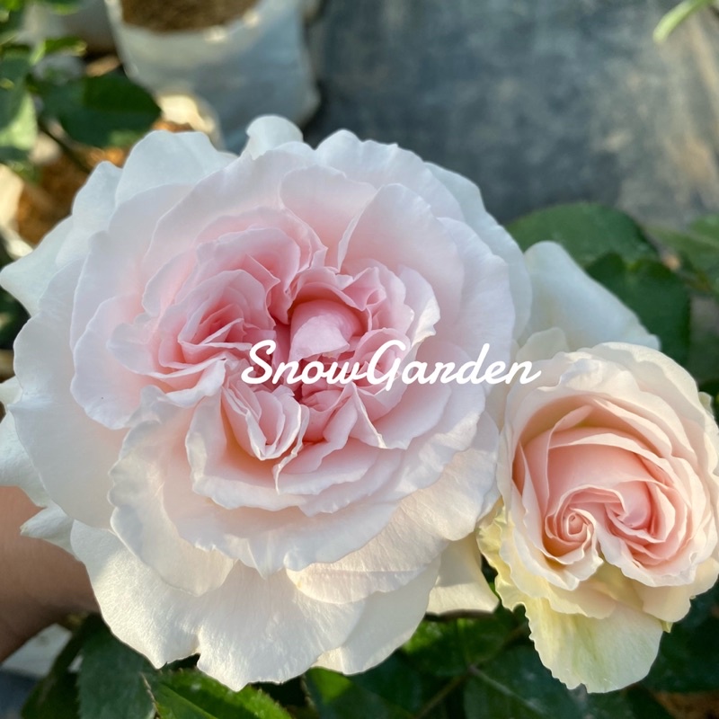 กุหลาบ Miranda rose (ติดดอก) มิรันด้า หอกใหญ่ หอม ดอกดก เลี้ยงง่าย