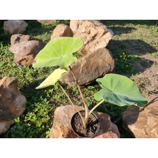 colocasia redeye gecko กลายมาจากเลมอนไลม์ ของแท้ น้ำหอม เก็บเงินปลายทาง