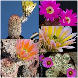 เมล็ดเรนโบว์มิก 10 เมล็ด (ตระกลู Echinocereus  นำเข้า USA)