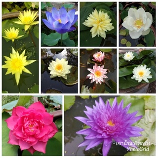 8 เมล็ด เมล็ดบัว คละสี ตัดหัวแล้ว งอกแน่ ของแท้ 100% เมล็ดพันธุ์ ดอกบัว ปลูกบัว เม็ดบัว Lotus seeds.