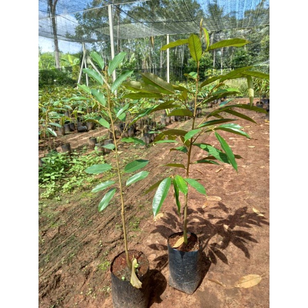 โปร1แถม1🌲 หมอน​ทองเสียบ​ยอด​จันทบุรีต้นเตี้ยพันธุ์​เตี้ย🌲ต้นใหญ่,ลำต้นอวบ🌲เป็นพันธุ์​ยอดนิยมเบอร์1ของเมืองไทย​