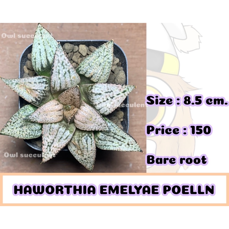 Haworthia emelyae poelln ฮาโวเทีย กุหลาบหิน ไม้อวบน้ำ succulent