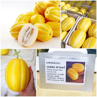 เมล็ดพันธุ์ เมล่อนชาแมร์ เกาหลี (Chamoe Korean Melon) บรรจุ 10 เมล็ด คุณภาพดี ราคาถูก ของแท้ 100%