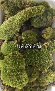 มอสแห้ง_หลายชนิด‼️ซื้อ3ฟรี1ถุง/ ซิป4x6นิ้ว‼️