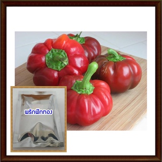 เมล็ดพันธุ์พริกฟักทอง - Pumpkin Pepper ปลูกไว้ผักสวนครัว