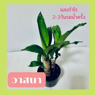 ต้นวาสนา  ต้นไม้มงคลจิ๋ว พร้อมกระถาง 6นิ้ว ต้นสูง 20 ซม.