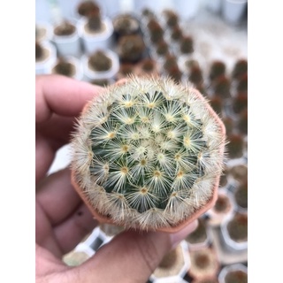 คามิเน่โรสโกลด์  Mammillaria Carmenae Rose glod