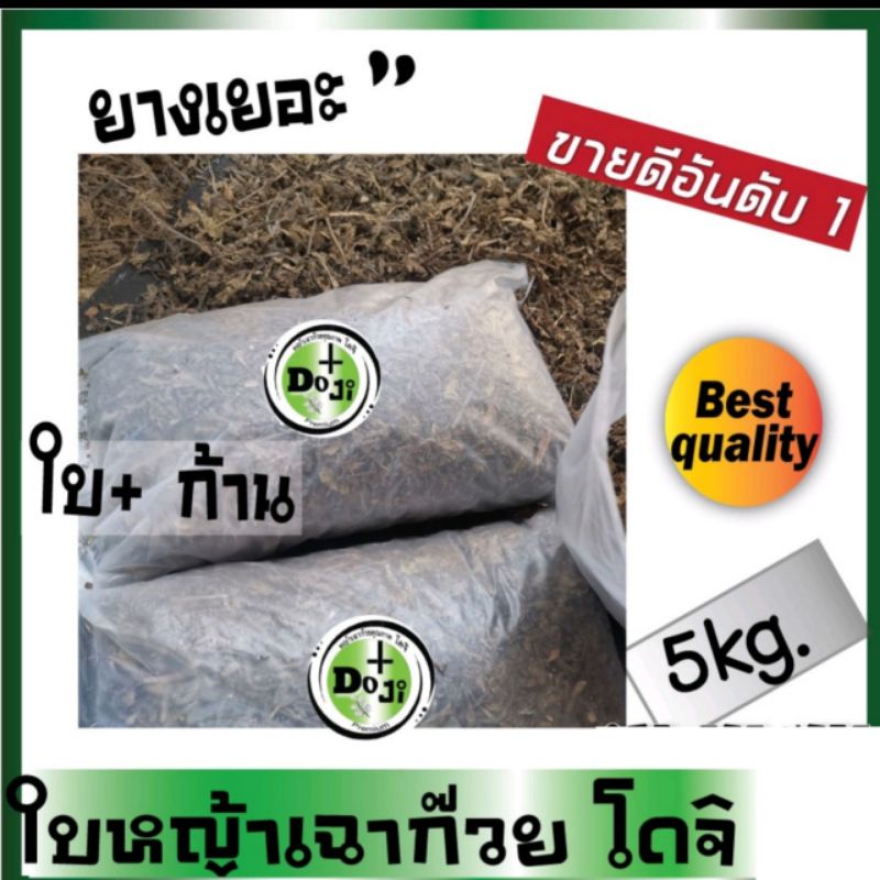 *ข​ า​ ย​ ดี​ H O​T ใบหญ้าเฉาก๊วย​ โดจิ ของแท้ เกรดA ใบก้าน 5kg ยางดีที่สุด ทำเฉาก๊วยเหนียวหนึบ เฉาก๊วยโบราณ
