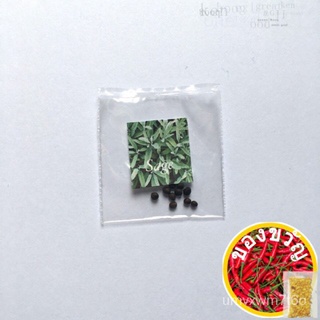 Sage Seeds / Sage Herb Seeds / High Germination手链/鲜花/seeds/帽子/头饰/种子/内裤/儿童/裙子/木瓜/ 69SJ