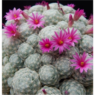 แมมลูกกอล์ฟญี่ปุ่น(mammillaria humboldtii)ฟอร์มกอหน่อดกๆเป็นไม้ชำหน่อสวยๆไซต์กำลังให้ดอก