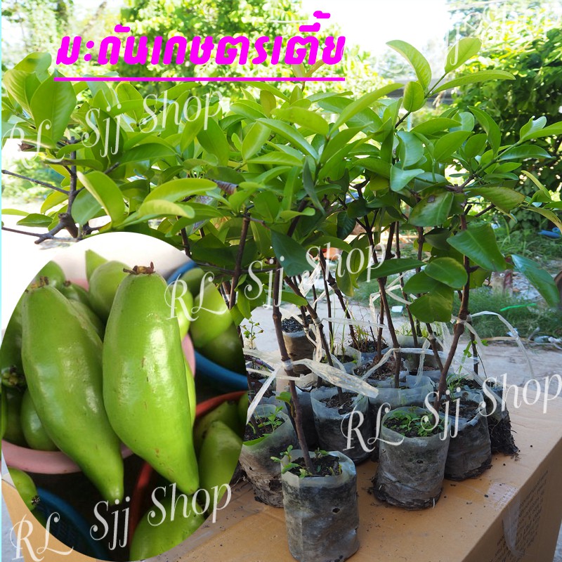 2 ต้น มะดันเกษตรเตี้ย ต้นพันธุ์เสียบยอดสูง 40-50 ซม. ปลูกง่าย 1-2 ปีติดผล พร้อมจัดส่ง ผลมีสรรพคุณเยอะ มะดันเกษตรพัน