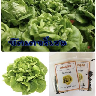 เมล็ดพันธุ์ บัตเตอร์เฮด ผักกาดหอม ผักสลัด