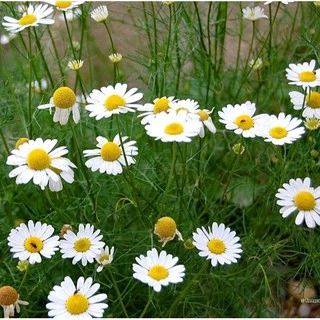 เมล็ดพันธุ์ คาโมมายล์ เยอรมัน (German Chamomile Seed) บรรจุ 1000 เมล็ด คุณภาพดี ของแท้ 100%