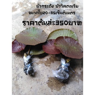 บัวกระด้ง​ บัววิคตอเรีย