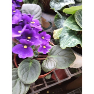 African Viole แอฟริกันไวโอเล็ต สีม่วง ในกระถาง4นิ้ว