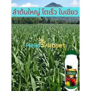 ฮอร์โมน เร่งใบเขียว เร่งแตกยอด จีล็อค ขนาด 1 ลิตร แพ็คเกจใหม่ เจริญเติบโต ช่วยการสร้างอาหาร