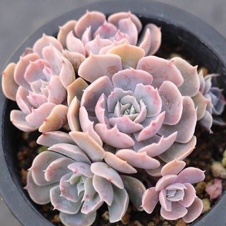 💖Echeveria Sabiana💖