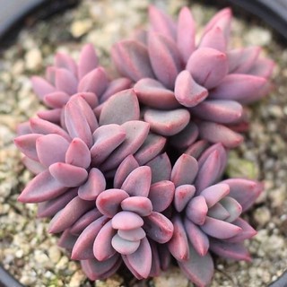 💜Echeveria Rezry Cluster