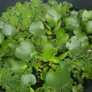 ผักตบชวา ไม้น้ำเลี้ยงหอย เลี้ยงปลา เลี้ยงกุ้ง คละ 8กอ++ = 49บาท