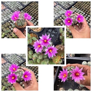 ชูแมน (mammillaria schumanii) กระบองเพชร แคคตัส