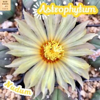 [แอสโตรนูดัม] Astrophytum Asterias Var.Nudum ส่งพร้อมกระถาง แคคตัส Cactus Succulent Haworthia Euphorbia ไม้หายาก