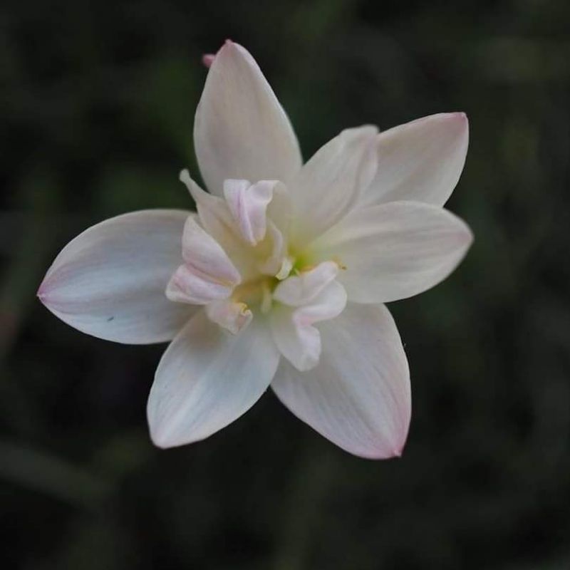 บัวดินดอกซ้อนJakata dawn