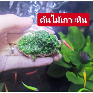 ต้นไม้ออกรากเกาะหินภูเขาไฟ  (2แถม1)  ไม่ใช้co2ใส่ตู้ปลากัดได้​