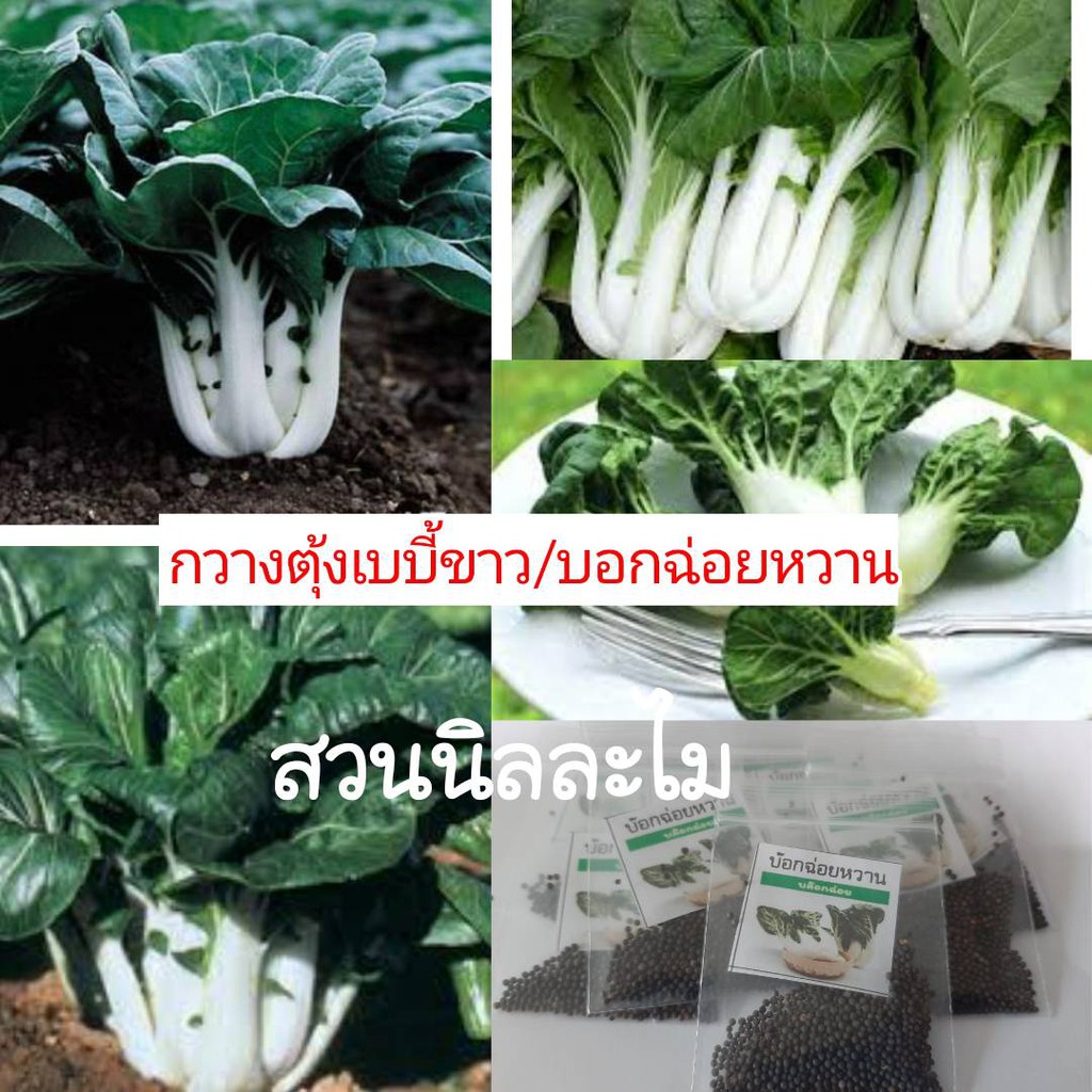 เมล็ดพันธุ์ผักสวนครัวกวางตุ้งเบบี้ขาว300+เมล็ด(มีเก็บเงินปลายทาง)