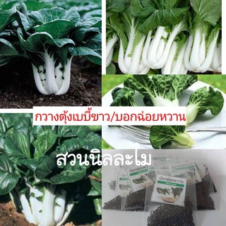 เมล็ดพันธุ์ผักสวนครัวกวางตุ้งเบบี้ขาว300+เมล็ด(มีเก็บเงินปลายทาง)