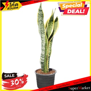 ต้นลิ้นมังกร (ขนาด M) สวนปณีตา ต้นไม้จริง SNAKE PLANT PANEETA GARDEN (MEDIUM) ต้นไม้และเมล็ดพันธุ์